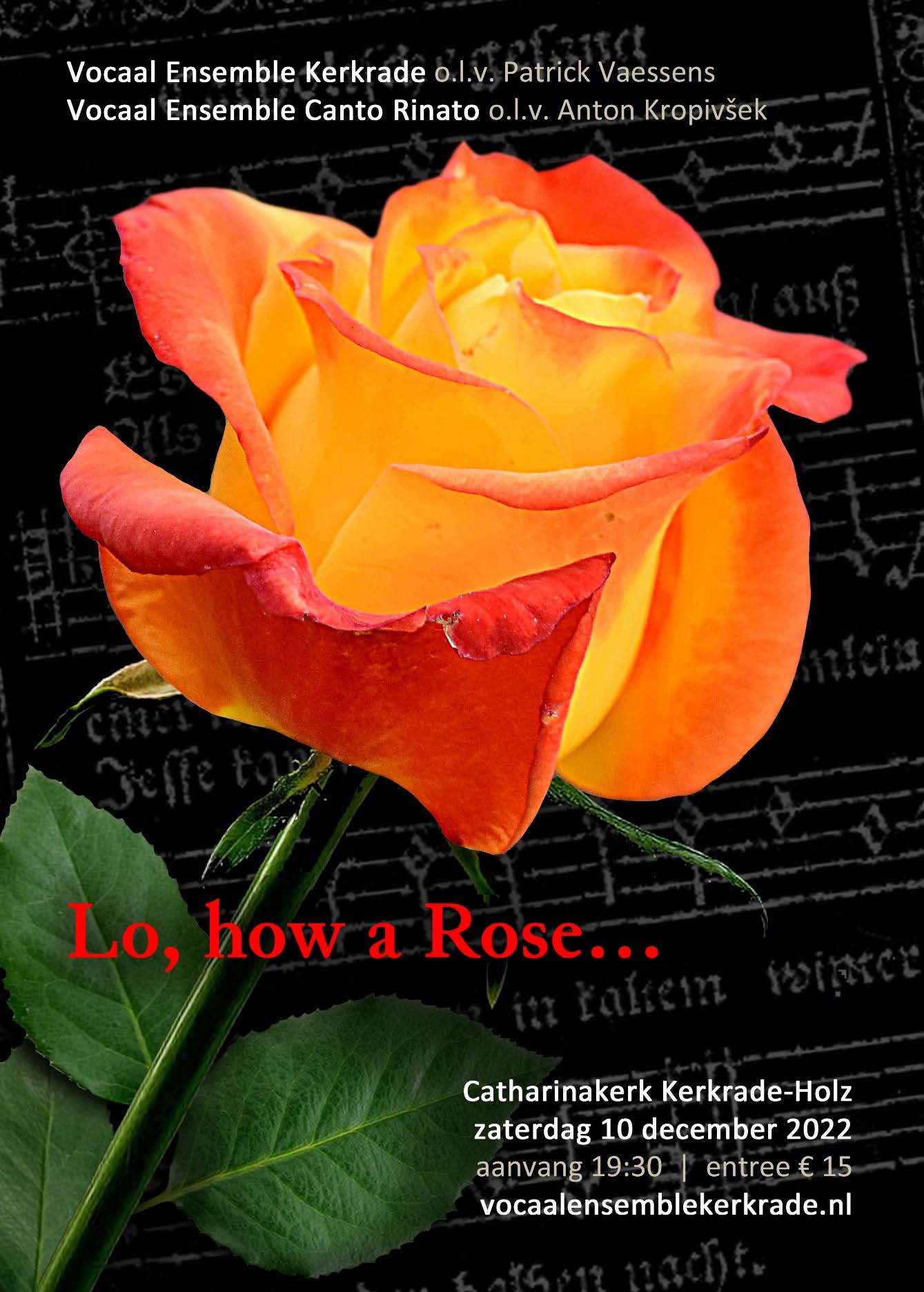 20221210 Lo how a Rose